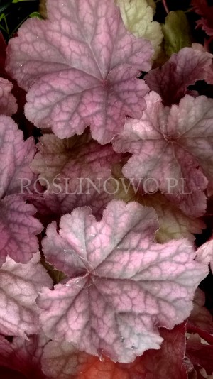 Żurawka ogrodowa „Berry Smoothie” (Heuchera hybrida)